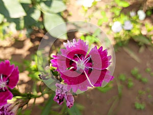 Sweet William flower in garden.Â 